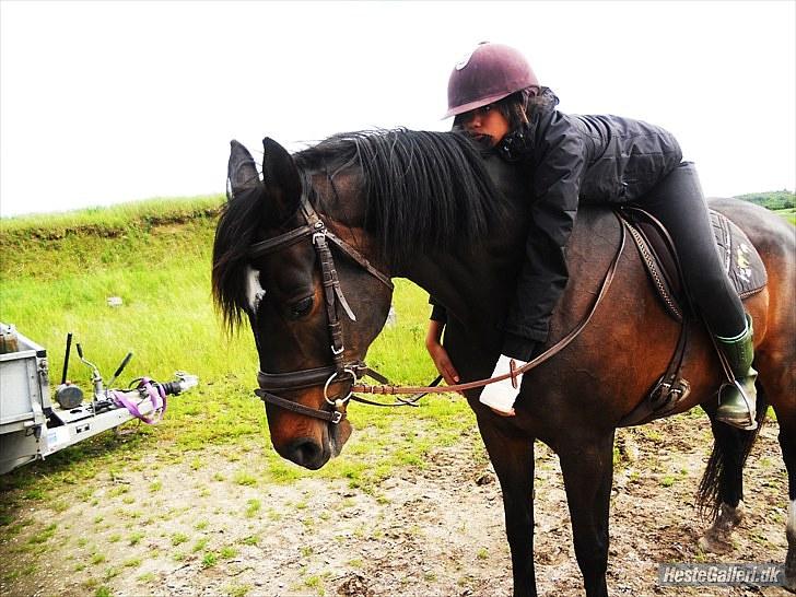 Dansk Varmblod Traneenggårds Aspecada billede 11