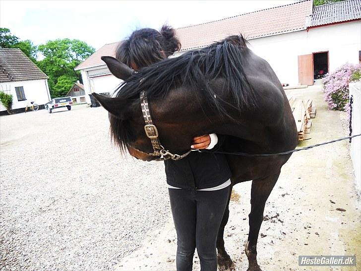 Dansk Varmblod Traneenggårds Aspecada billede 13
