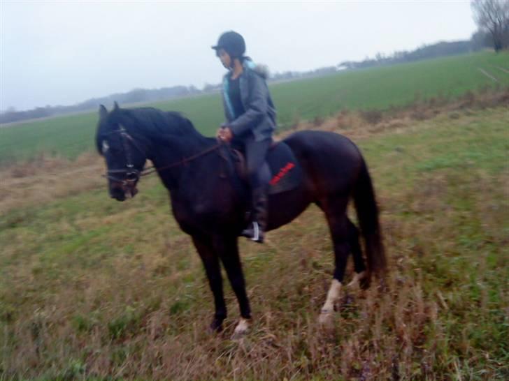 Dansk Varmblod Traneenggårds Aspecada billede 14