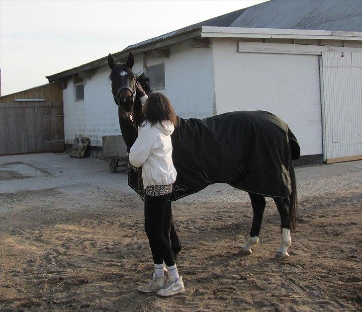 Dansk Varmblod Traneenggårds Aspecada billede 15
