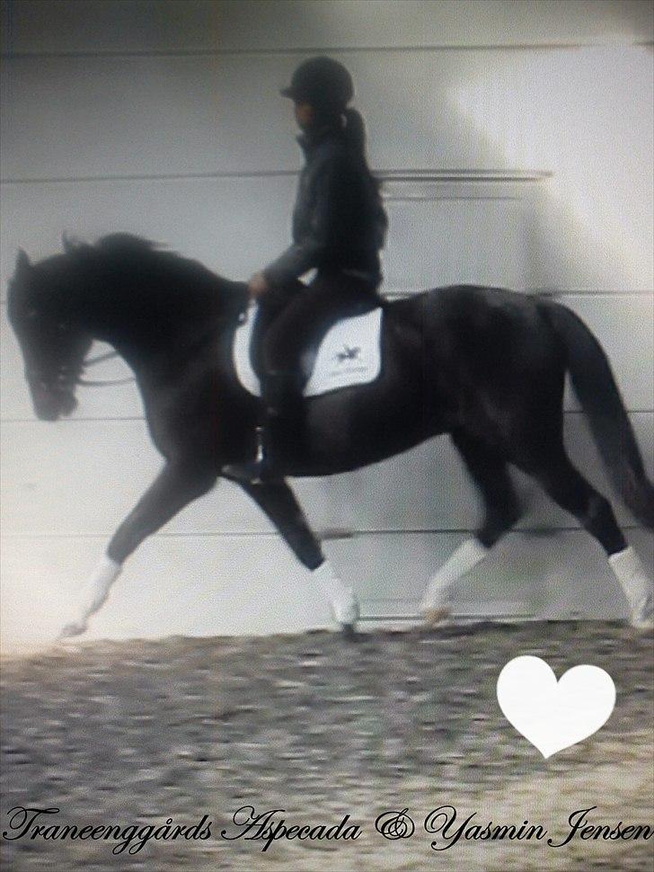 Dansk Varmblod Traneenggårds Aspecada - da drømmen gik i opfyldelse, jeg elsker dig! <3 billede 16