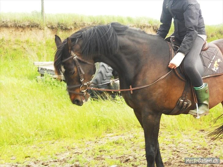 Dansk Varmblod Traneenggårds Aspecada billede 17