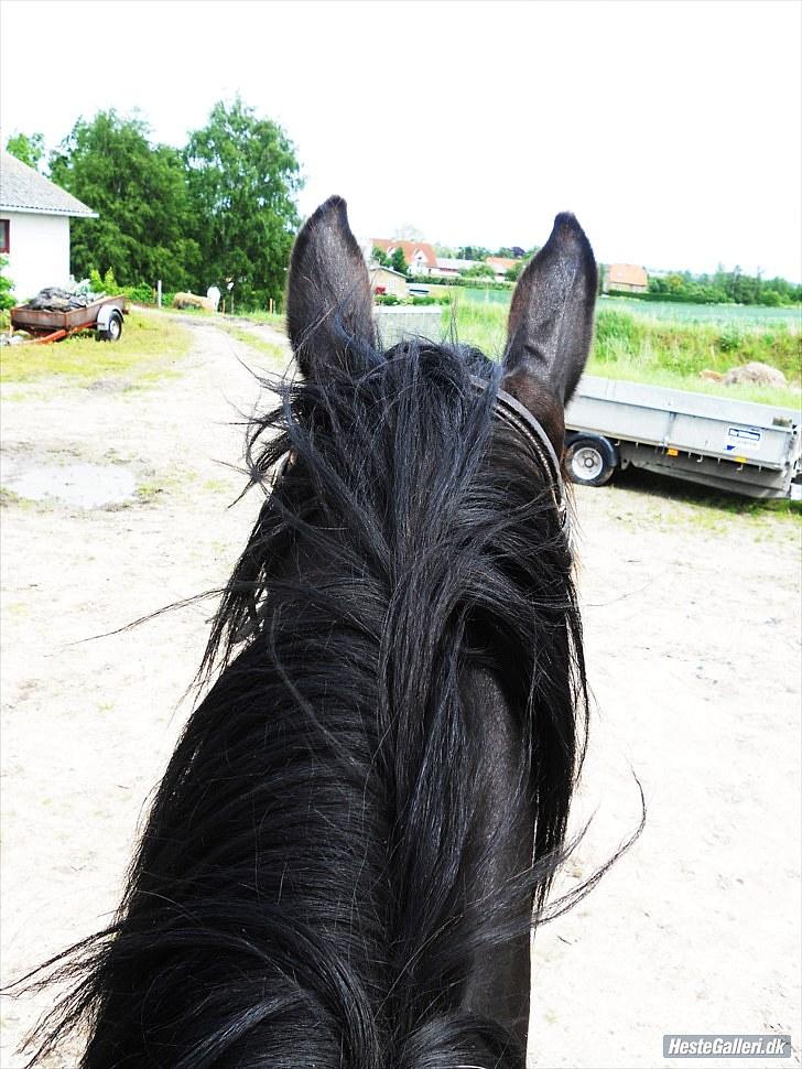 Dansk Varmblod Traneenggårds Aspecada billede 18