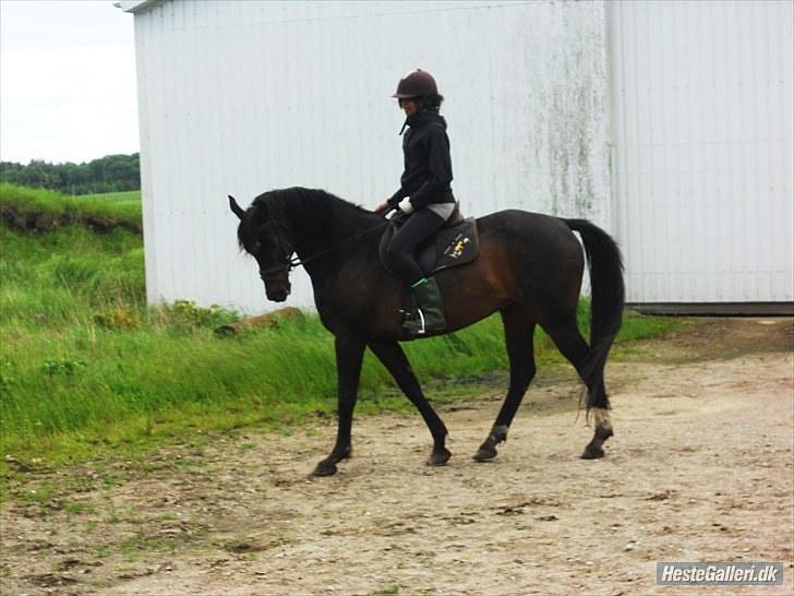 Dansk Varmblod Traneenggårds Aspecada billede 19