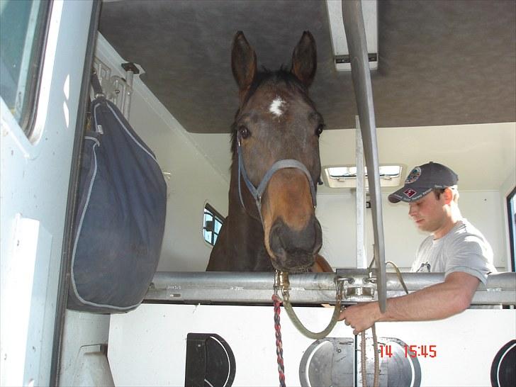 Dansk Varmblod Don Giovanni RIP 2011 - Mig og den lækre transport fyr:o) billede 1