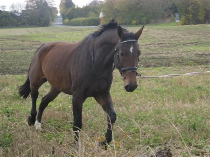 Dansk Varmblod Don Giovanni RIP 2011 billede 2