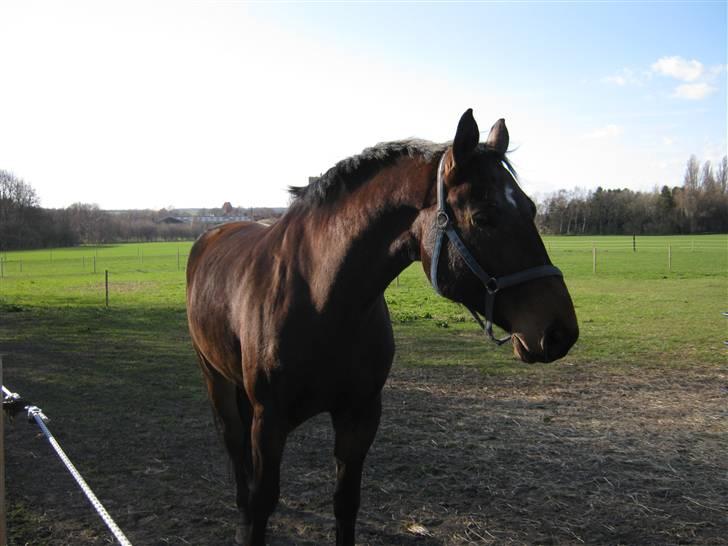 Dansk Varmblod Don Giovanni RIP 2011 billede 3