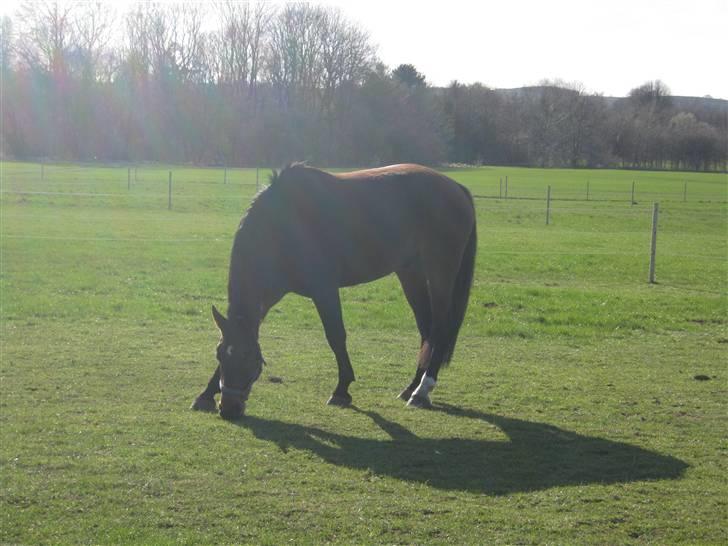 Dansk Varmblod Don Giovanni RIP 2011 billede 4