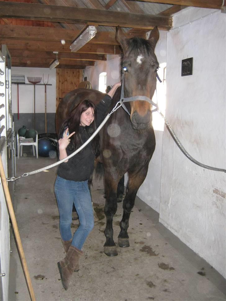 Dansk Varmblod Don Giovanni RIP 2011 - Min søster sammen med Don billede 5