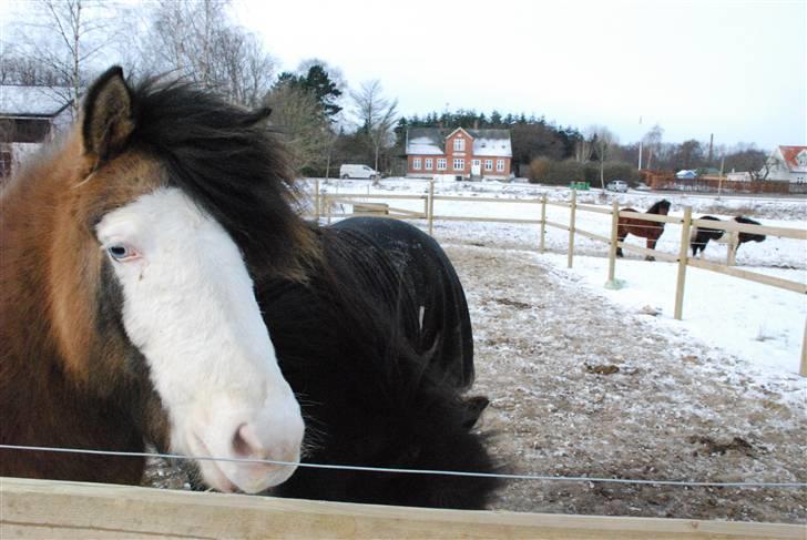 Islænder Litfríð frá Fjalli - Velkommen til charmetroldens profil :D<3 billede 1