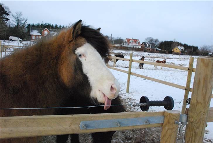 Islænder Litfríð frá Fjalli billede 2