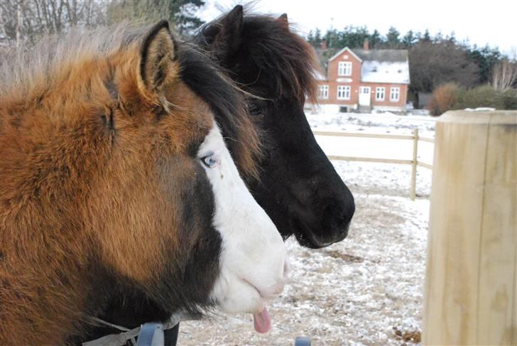 Islænder Litfríð frá Fjalli billede 3