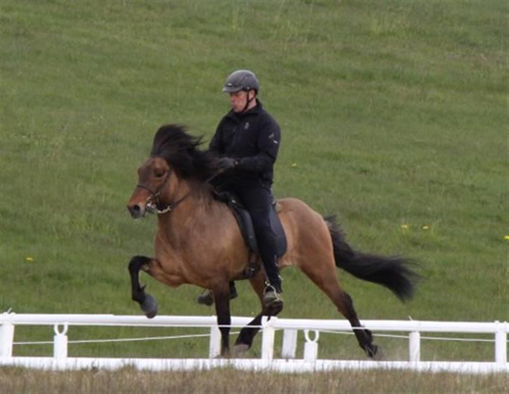 Islænder Litfríð frá Fjalli - Hendes smækre mandse :D billede 4