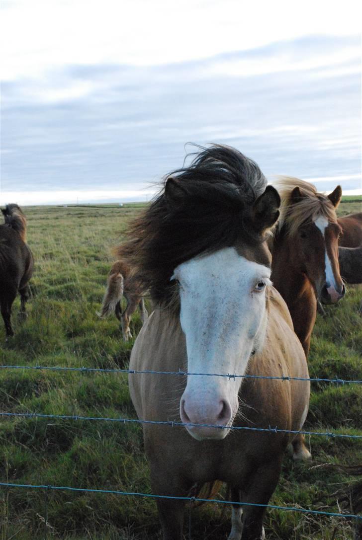 Islænder Litfríð frá Fjalli - På Island :-) billede 5