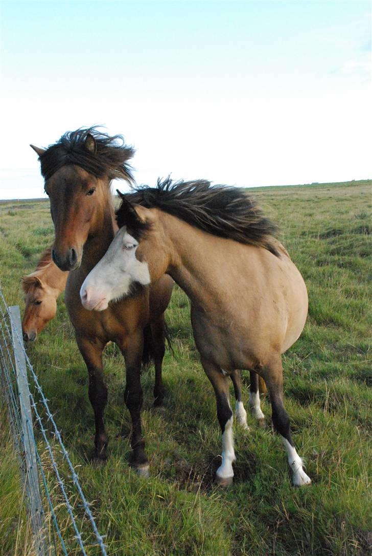 Islænder Litfríð frá Fjalli - Hendes smækre mandse :D billede 6
