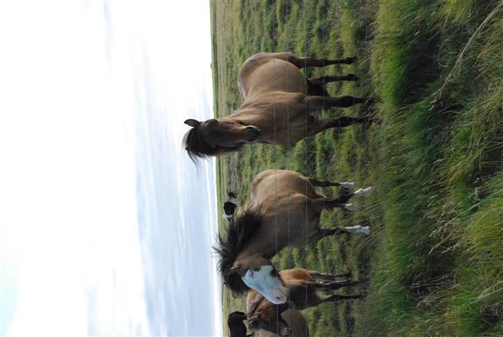 Islænder Litfríð frá Fjalli billede 7