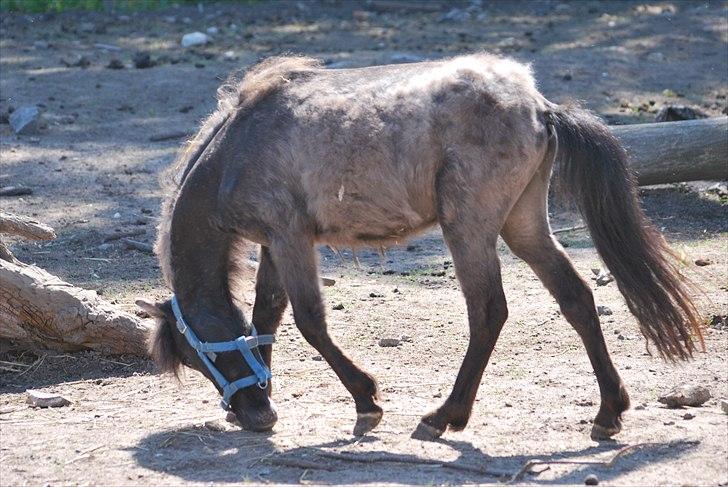 Anden særlig race Krumme(':<3  billede 9