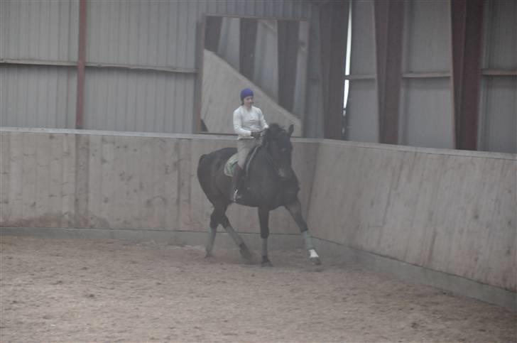 Dansk Varmblod Enormous Amadæus billede 5