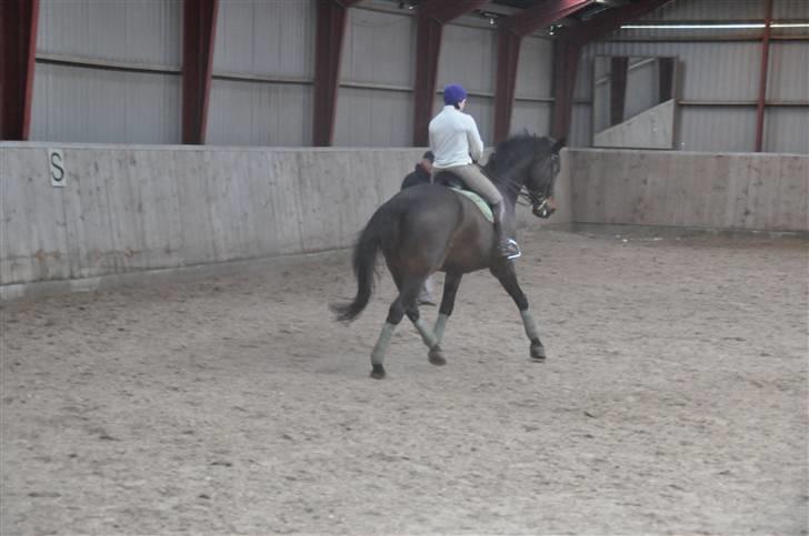Dansk Varmblod Enormous Amadæus - Sikke en fin musse :) billede 6