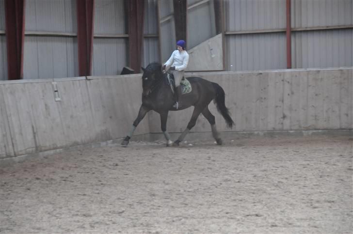 Dansk Varmblod Enormous Amadæus billede 7