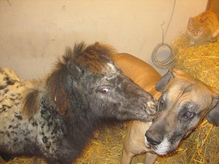 Miniature King Kong - Kys til Snickers for han er sådan en god ven(: billede 1