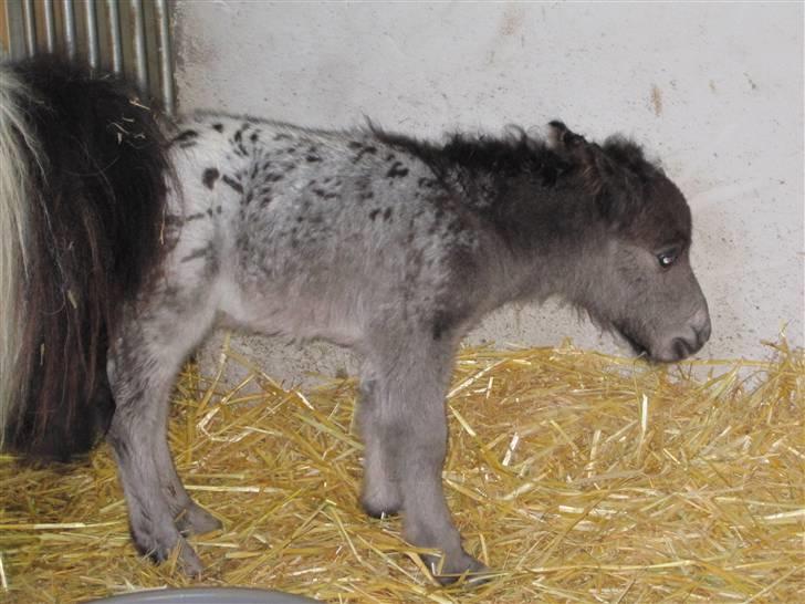 Miniature King Kong - Mine ben vil ikke rigtig som mig ! billede 3