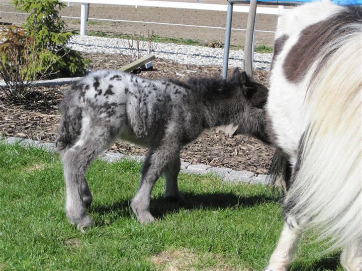 Miniature King Kong - Mor jeg er sulten ! billede 6