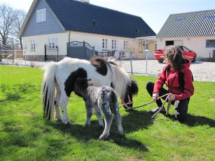 Miniature King Kong - Hygge udenfor ! billede 7