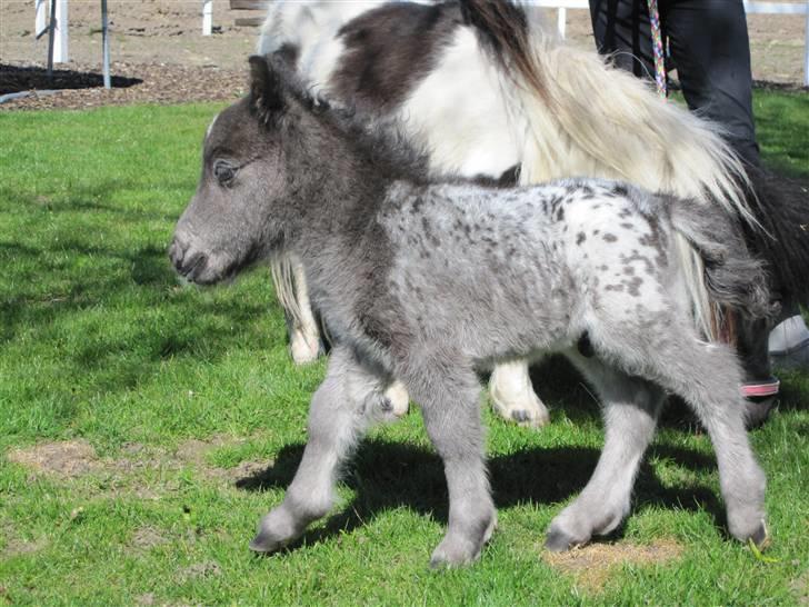 Miniature King Kong - Se mig lige jeg er sej ! billede 9