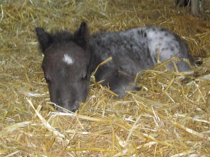 Miniature King Kong - Nu er jeg træt, sikke en dag ! billede 10