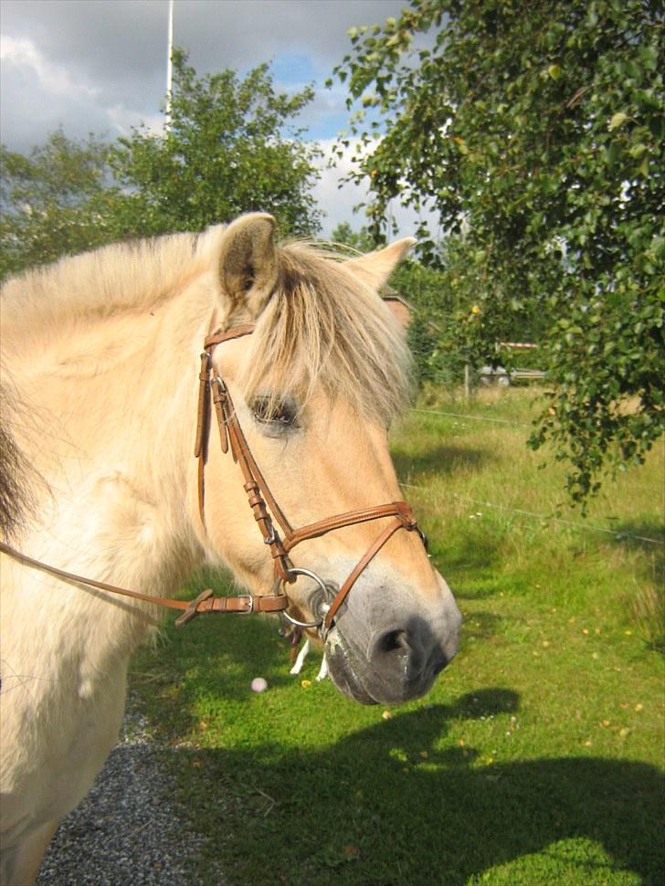 Fjordhest Lotta billede 1