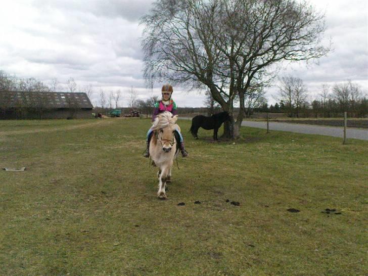 Fjordhest Lotta billede 2