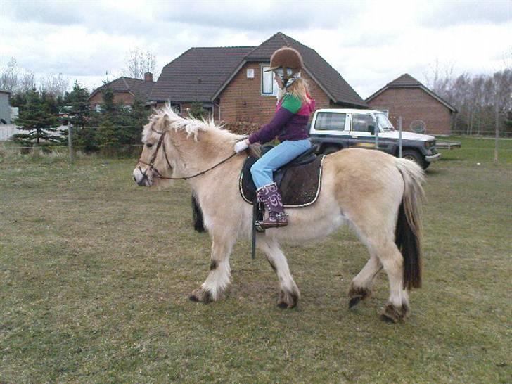 Fjordhest Lotta billede 3
