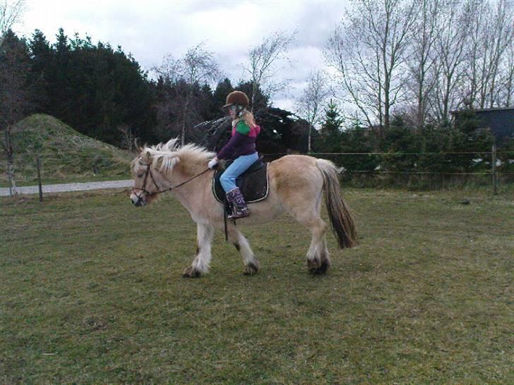Fjordhest Lotta billede 4