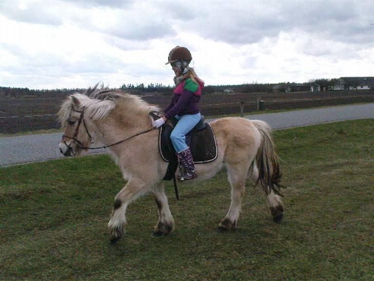 Fjordhest Lotta billede 5