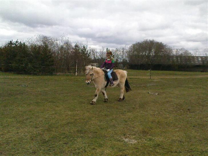 Fjordhest Lotta billede 6