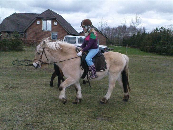 Fjordhest Lotta billede 7