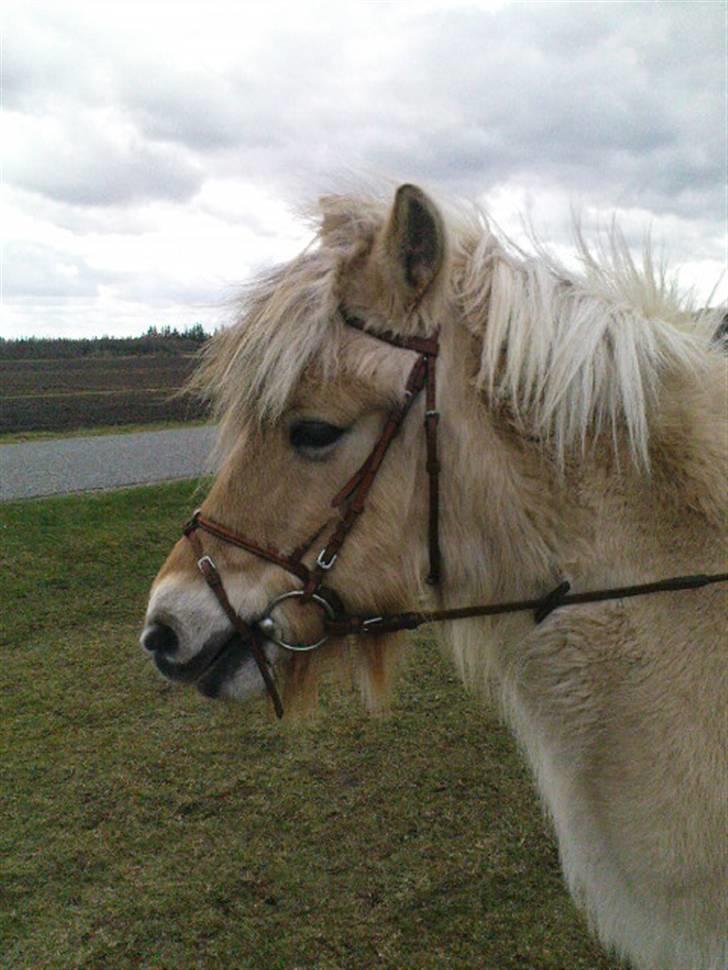 Fjordhest Lotta billede 8