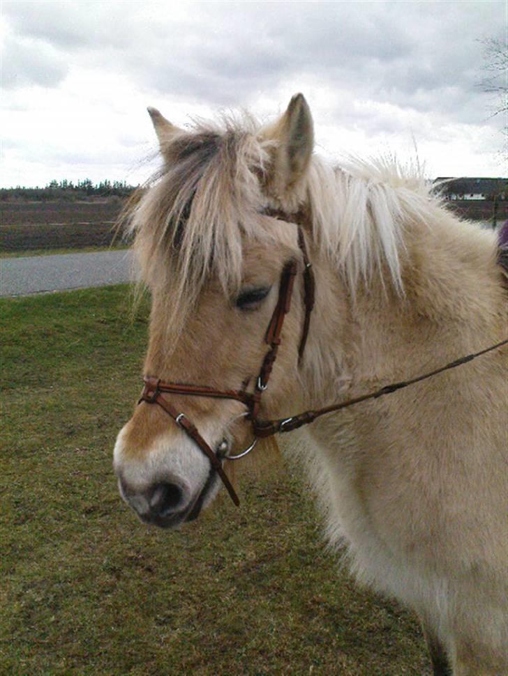 Fjordhest Lotta billede 9