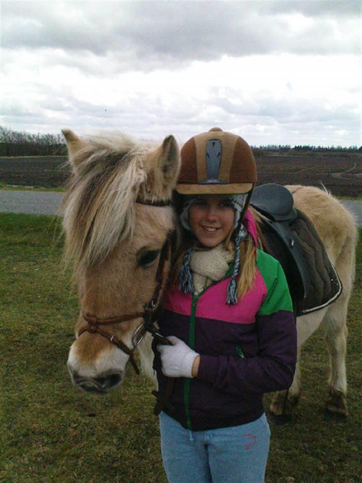 Fjordhest Lotta billede 10