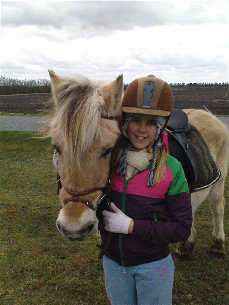Fjordhest Lotta billede 11