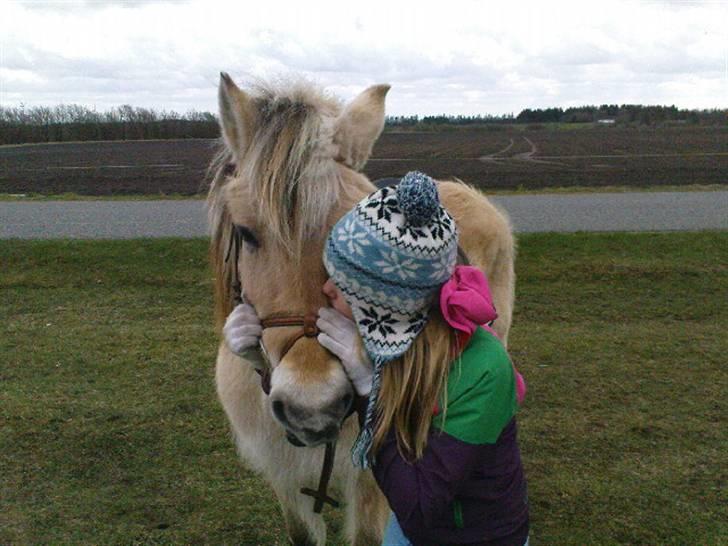Fjordhest Lotta billede 12