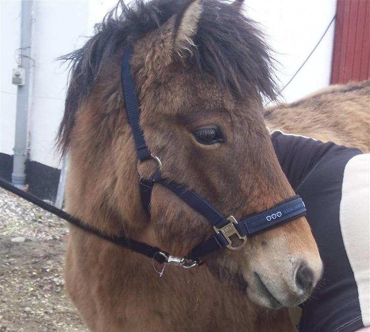 Islænder Siggi fra Grænsen Solgt- Bor nu på Møn billede 1