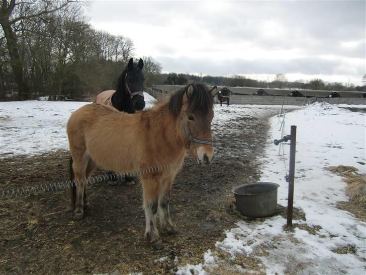 Islænder Siggi fra Grænsen Solgt- Bor nu på Møn billede 2