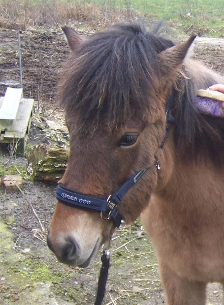 Islænder Siggi fra Grænsen Solgt- Bor nu på Møn billede 3