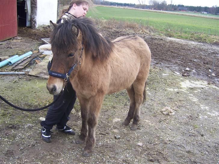 Islænder Siggi fra Grænsen Solgt- Bor nu på Møn billede 4