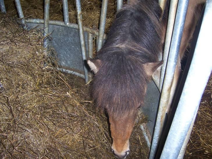 Islænder Siggi fra Grænsen Solgt- Bor nu på Møn billede 5