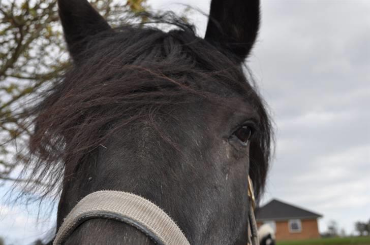 Anden særlig race Eskelys Monty  billede 9