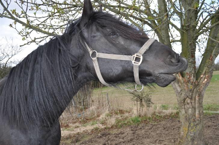 Anden særlig race Eskelys Monty  billede 12