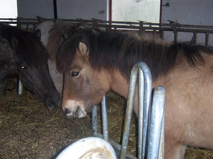 Islænder Siggi fra Grænsen Solgt- Bor nu på Møn billede 6